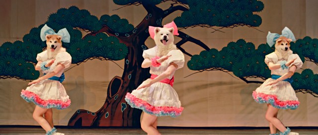 Fur Out! Canine Idols Woo(f) Tourists to Akita_thumbnail